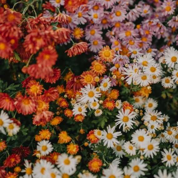 Flowers in a bush