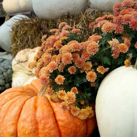 Pumpkins and fall flowers on top of hay